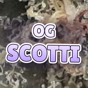 OG Scotti Cannabis Strain