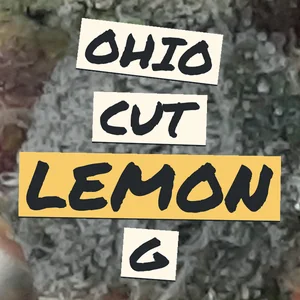 Ohio Cut Lemon G Cannabis Strain