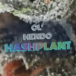 Ol' Mendo Hashplant Cannabis Strain