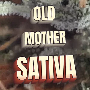 Old Mother Sativa Cannabis Strain