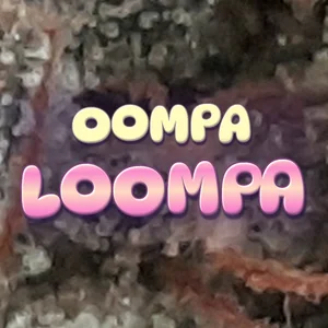 Oompa Loompa Cannabis Strain