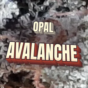 Opal Avalanche Cannabis Strain