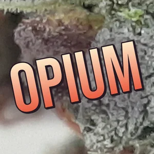 Opium Cannabis Strain