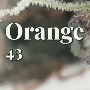 Orange 43 Cannabis Strain