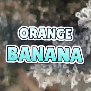 Orange Banana Cannabis Strain