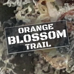 Orange Blossom Trail Cannabis Strain