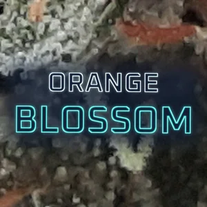Orange Blossom Cannabis Strain
