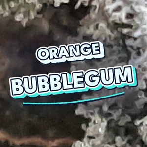 Orange Bubblegum Cannabis Strain