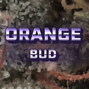 Orange Bud Cannabis Strain
