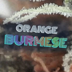 Orange Burmese Cannabis Strain