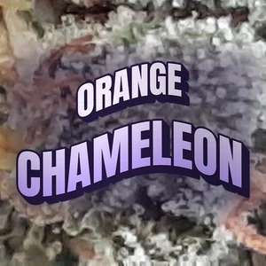 Orange Chameleon Cannabis Strain
