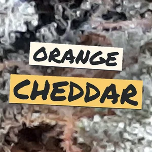Orange Cheddar Cannabis Strain
