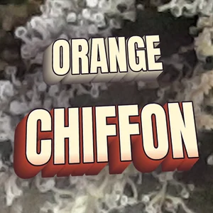 Orange Chiffon Cannabis Strain