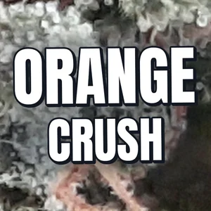 Orange Crush Cannabis Strain