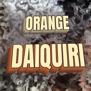 Orange Daiquiri Cannabis Strain