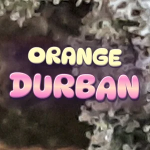 Orange Durban Cannabis Strain
