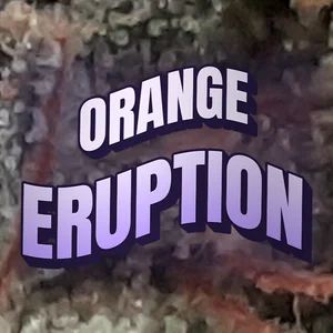Orange Eruption Cannabis Strain