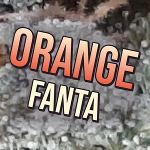 Orange Fanta Cannabis Strain