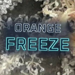 Orange Freeze Cannabis Strain