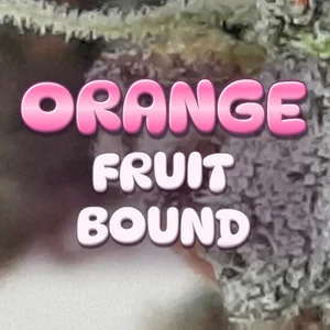 Orange Fruit Bound Cannabis Strain