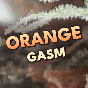 Orange Gasm Cannabis Strain