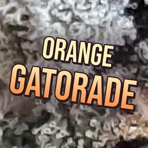 Orange Gatorade Cannabis Strain