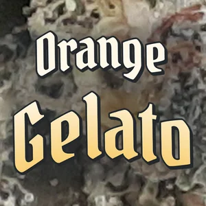 Orange Gelato Cannabis Strain