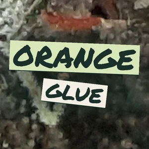 Orange Glue Cannabis Strain