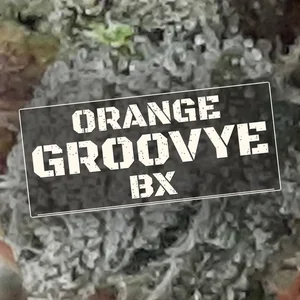 Orange Groovye BX Cannabis Strain