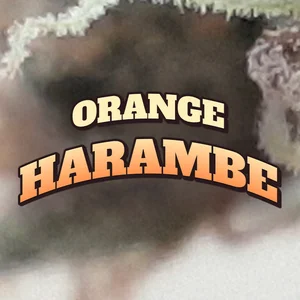 Orange Harambe Cannabis Strain