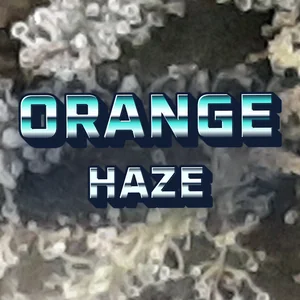 Orange Haze Cannabis Strain