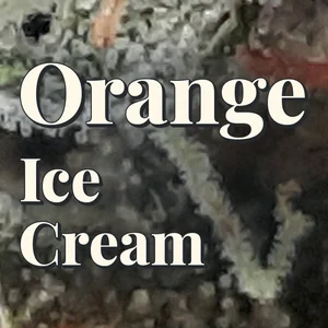 Orange Ice Cream Cannabis Strain