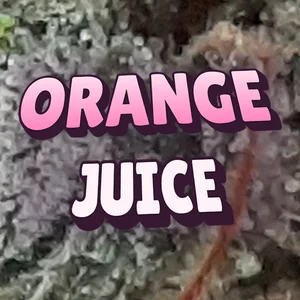 Orange Juice Cannabis Strain