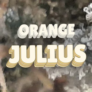 Orange Julius Cannabis Strain