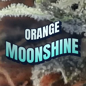 Orange Moonshine Cannabis Strain