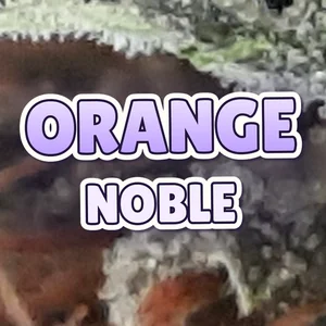Orange Noble Cannabis Strain
