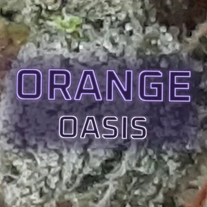 Orange Oasis Cannabis Strain