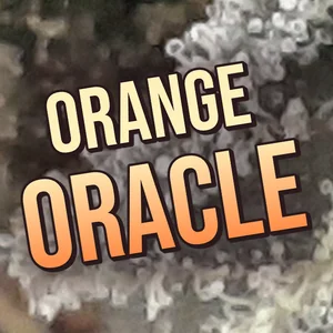 Orange Oracle Cannabis Strain