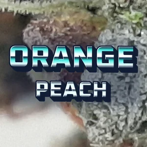 Orange Peach Cannabis Strain