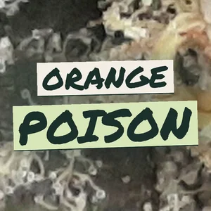 Orange Poison Cannabis Strain
