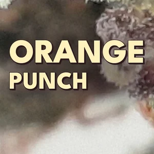 Orange Punch Cannabis Strain