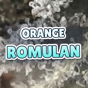 Orange Romulan Cannabis Strain
