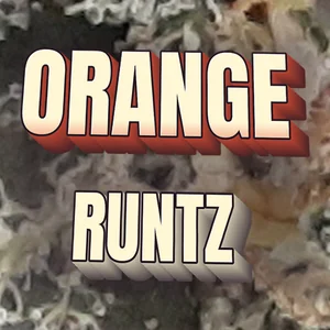 Orange Runtz Cannabis Strain