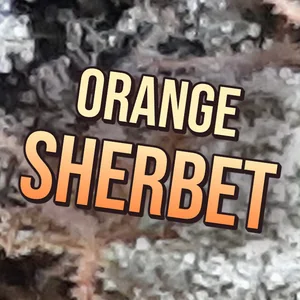 Orange Sherbet Cannabis Strain