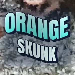 Orange Skunk Cannabis Strain