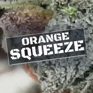 Orange Squeeze Cannabis Strain