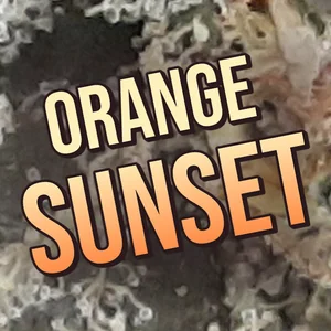 Orange Sunset Cannabis Strain