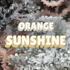 Orange Sunshine Cannabis Strain