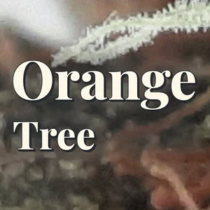Orange Tree Cannabis Strain