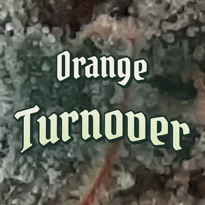 Orange Turnover Cannabis Strain
